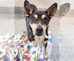 SHEBA - Female German Shepherd Dog-Unknown Mix Dog for Adoption - Small photo