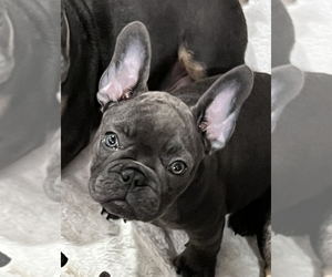 French Bulldog Puppy for sale in DEER PARK, NY, USA