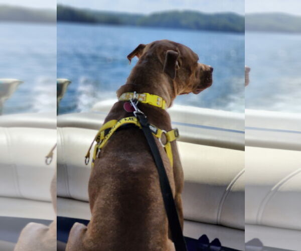 Medium Photo #20 Labrador Retriever-Unknown Mix Puppy For Sale in Atlanta, GA, USA