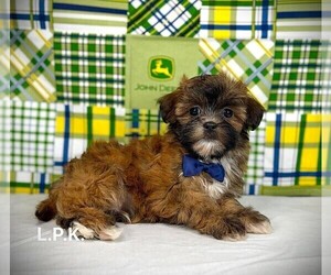 ShihPoo Puppy for sale in WINNSBORO, LA, USA