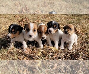 Jack Russell Terrier Litter for sale in REDFIELD, KS, USA