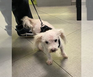 Maltese Dogs for adoption in Rancho Cucamonga, CA, USA