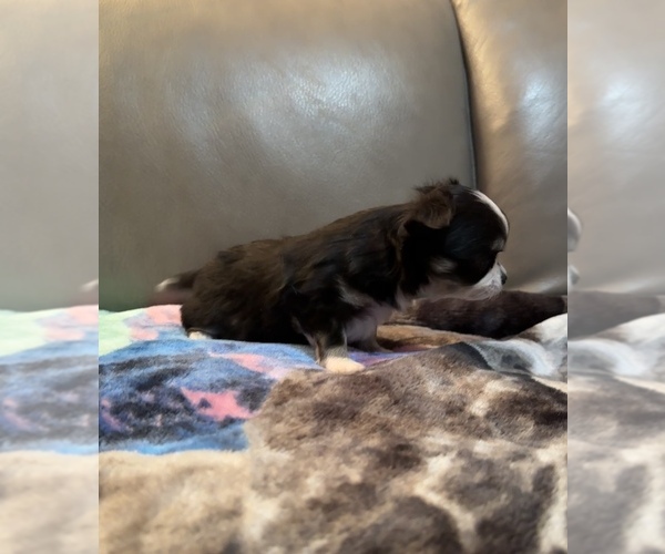 Medium Photo #2 Chihuahua Puppy For Sale in TWINING, MI, USA