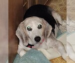 Small Photo #2 Beagle Puppy For Sale in Dunnellon, FL, USA