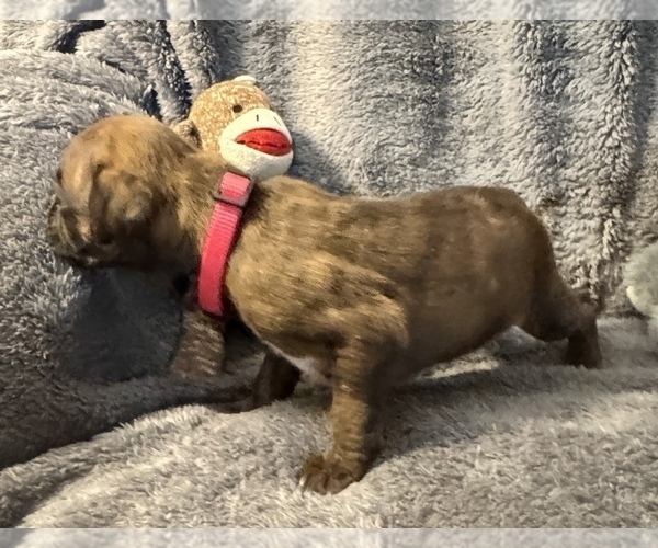 Medium Photo #8 Boxer Puppy For Sale in LANSING, MI, USA