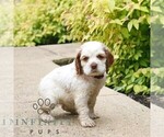 Small #2 Cocker Spaniel