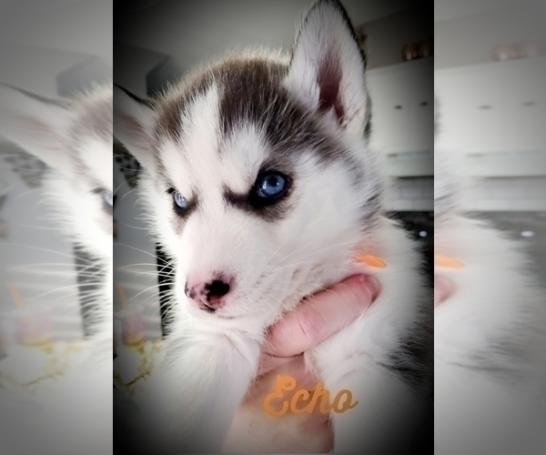 Medium Photo #9 Siberian Husky Puppy For Sale in LEHIGHTON, PA, USA