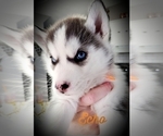 Small Photo #9 Siberian Husky Puppy For Sale in LEHIGHTON, PA, USA