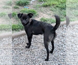 Chihuahua-Unknown Mix Dogs for adoption in San Bernardino, CA, USA