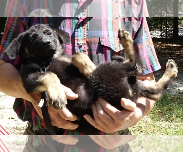 Medium Photo #13 German Shepherd Dog Puppy For Sale in JACKSONVILLE, FL, USA