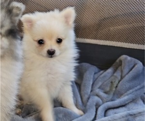 Pomeranian Puppy for sale in DINWIDDIE, VA, USA