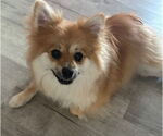 Small #3 Pomeranian