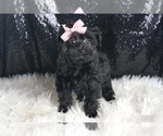 Small #4 YorkiePoo