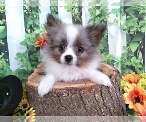 Pomeranian Puppy for sale in HAMMOND, IN, USA
