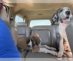 Small Great Dane