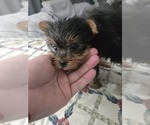 Puppy Puppy 2 Yorkshire Terrier
