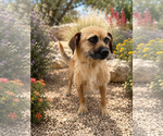 Small #3 Border Terrier Mix