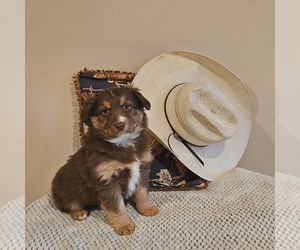 Miniature Australian Shepherd Dogs for adoption in FAYETTE, MO, USA