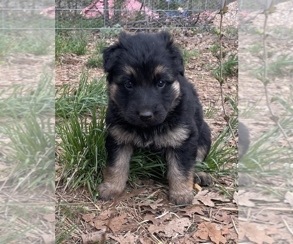 Medium Photo #10 German Shepherd Dog Puppy For Sale in GOLDENDALE, WA, USA