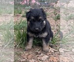 Small Photo #10 German Shepherd Dog Puppy For Sale in GOLDENDALE, WA, USA