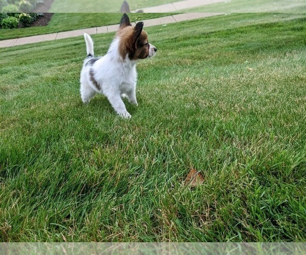 Medium Photo #4 Papillon Puppy For Sale in MILLERSBURG, OH, USA