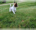 Small #3 Papillon