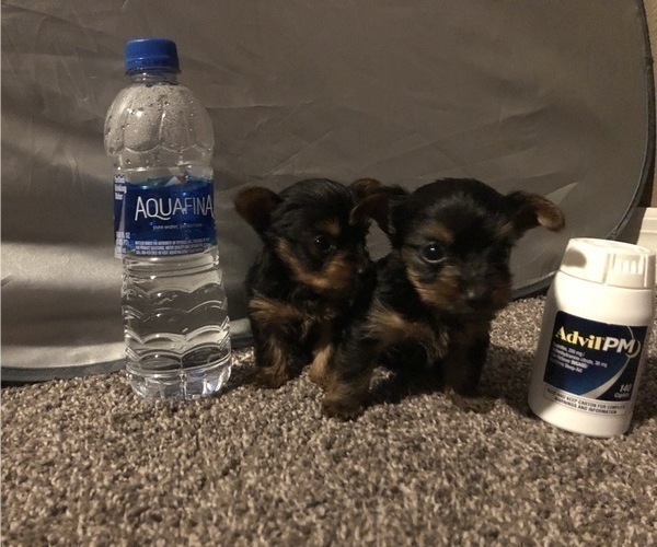 Medium Photo #9 Yorkshire Terrier Puppy For Sale in KISSIMMEE, FL, USA