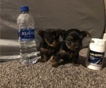 Small Photo #9 Yorkshire Terrier Puppy For Sale in KISSIMMEE, FL, USA