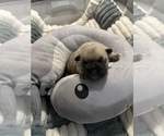 Small #19 French Bulldog