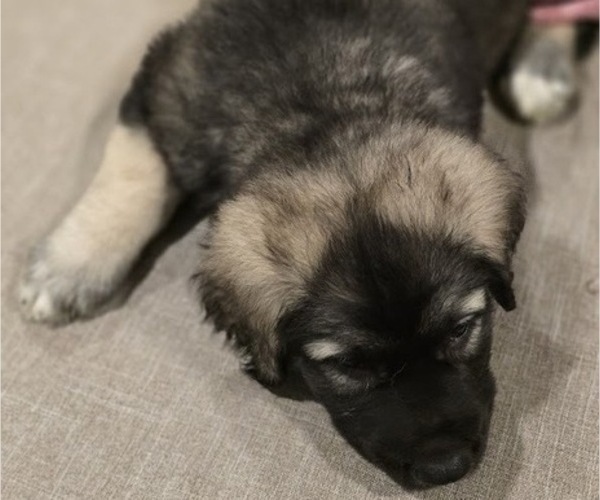 Medium Photo #3 Alaskan Malamute-Mastiff Mix Puppy For Sale in OMAHA, NE, USA