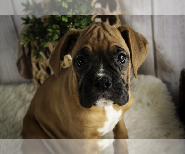 Medium Photo #7 Boxer Puppy For Sale in SHIPSHEWANA, IN, USA