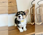Small #2 Pembroke Welsh Corgi