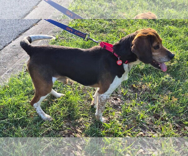 Medium Photo #2 Beagle Puppy For Sale in Dunnellon, FL, USA