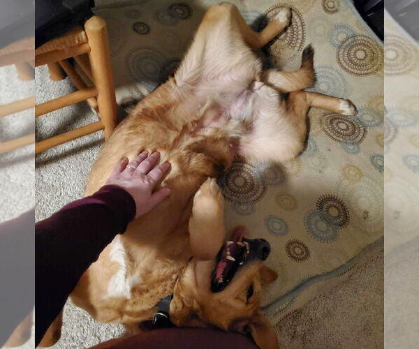 Medium Photo #4 Mutt Puppy For Sale in Springdale, PA, USA