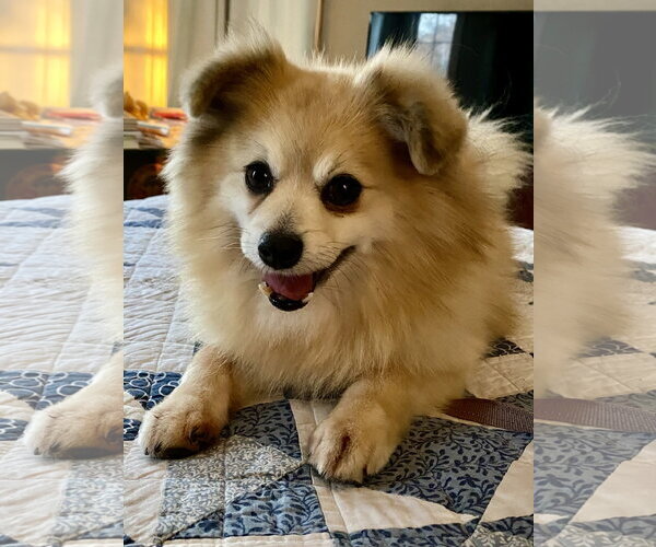 Medium Photo #4 Pomeranian Puppy For Sale in St. Louis Park, MN, USA