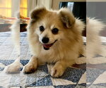 Small #3 Pomeranian