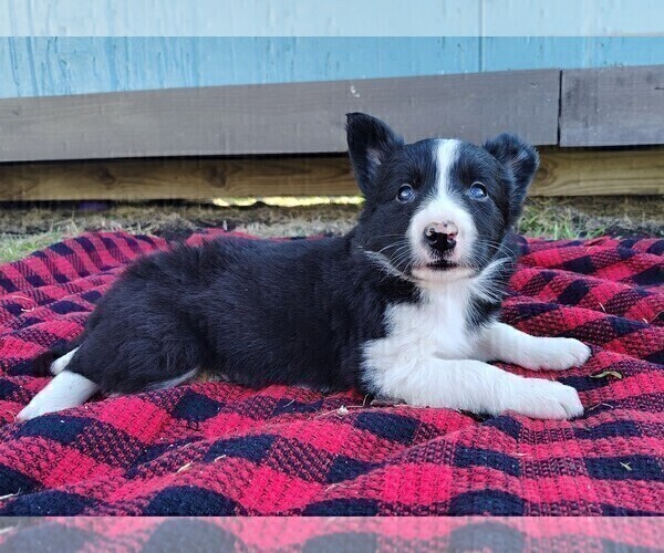 Medium Photo #14 Border Collie Puppy For Sale in NORBORNE, MO, USA