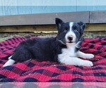 Small #13 Border Collie