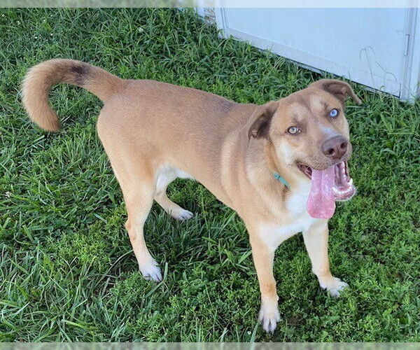 Medium Photo #5 Huskies -Mountain Cur Mix Puppy For Sale in Sistersville, WV, USA