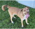 Small #4 Huskies -Mountain Cur Mix