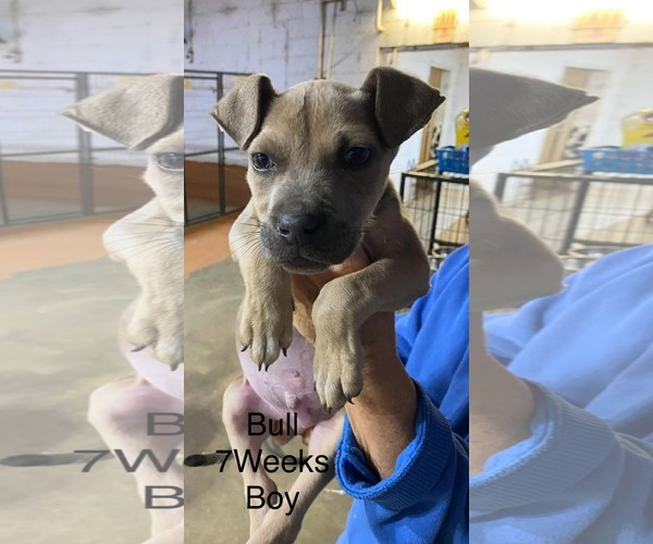 Medium Photo #1 Black Mouth Cur-Unknown Mix Puppy For Sale in Brooksville, FL, USA