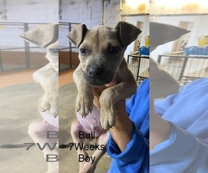 Black Mouth Cur-Unknown Mix Dogs for adoption in Brooksville, FL, USA