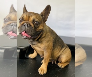French Bulldog Puppy for sale in ATLANTA, GA, USA