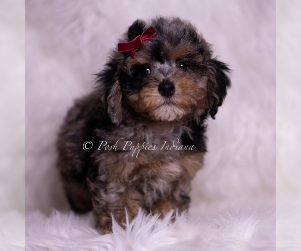 Medium Photo #17 Poodle (Miniature) Puppy For Sale in WARSAW, IN, USA