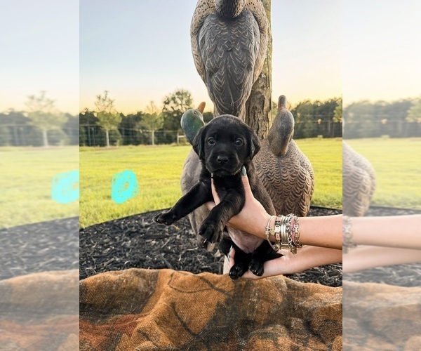 Medium Photo #22 Labrador Retriever Puppy For Sale in GREENWOOD, SC, USA