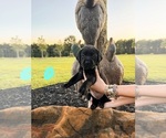 Small Photo #22 Labrador Retriever Puppy For Sale in GREENWOOD, SC, USA