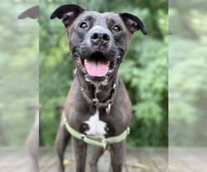 Mutt Dogs for adoption in Elmsford, NY, USA