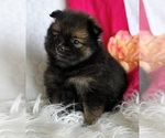 Small #9 Pomeranian