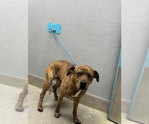 Mutt Dogs for adoption in Las Vegas, NV, USA