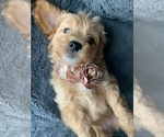 Small Photo #4 Aussiedoodle Miniature  Puppy For Sale in GREENWOOD, MO, USA